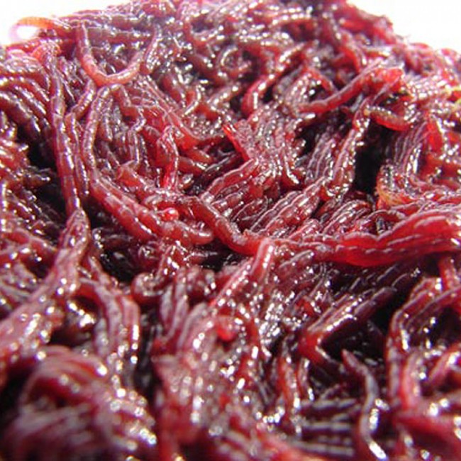 Frozen Bloodworm