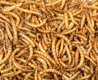 DRIED MEALWORMS 